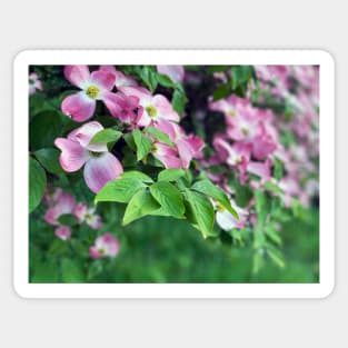 Dogwood Flowers in Spring Sticker